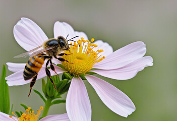 Close up of bee on flower colorful background