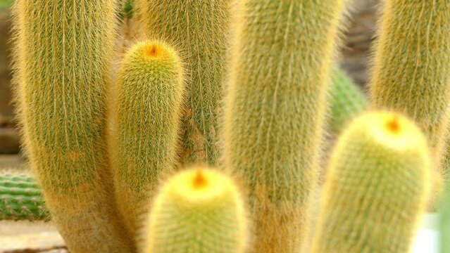 Parodia leninghausii is South American cactus