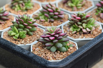 Close-up of Anacampseros rufescens in a white potted, small succulent plant with colorful leaves, and blooming in natural light. Ornamental plants for decorating in room decor.