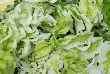 Variegated foliage background of Pedilanthus tithymaloides, a green-white succulent plant from the...