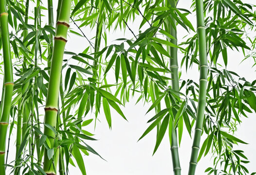 The bamboo leaves on white background colorful background