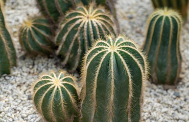 Close-up of Parodia cactus (Eriocactus), a succulent plant with a green stem, round-shaped, spike, and wool on top. The ornamental and desert plants for the rock garden.