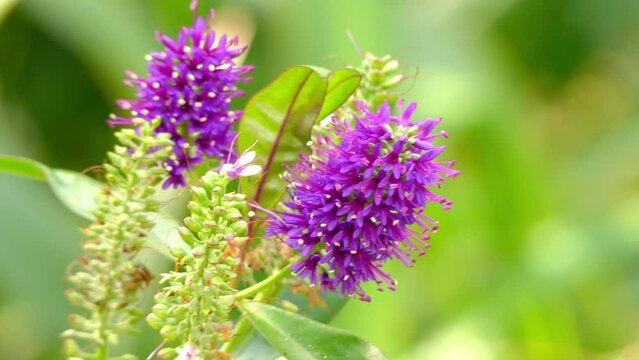 Hebe speciosa in plantain family