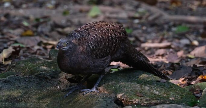 Drinking water then puffs its feathers and shakes its body as it goes away to the left, Grey peacock-pheasant Polyplectron bicalcaratum, Thailand