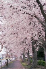 満開の桜の道