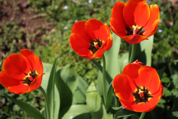 Top view of bright red Tulip flowers in bloom in the garden on springtime. Tulipa plants in the...