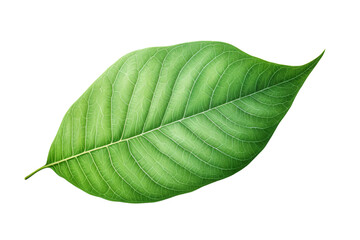Obraz premium Emerald Gem: Vibrant Green Leaf Floating Amidst a Blank Canvas. On a White or Clear Surface PNG Transparent Background.