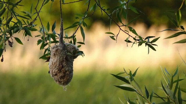River tit nest. Eurasian penduline tit or European penduline tit (Remiz pendulinus) is passerine bird of genus Remiz. It is relatively widespread throughout western Palearctic.