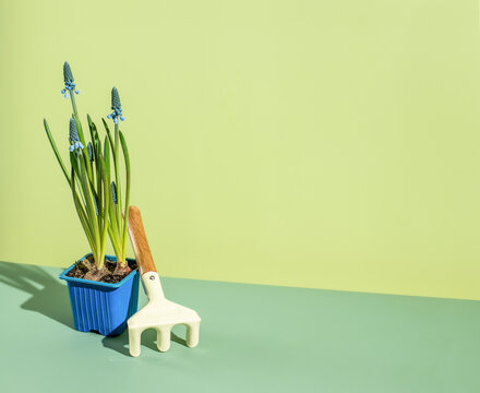 Muscari  Hyacinth and Cultivator. Garden, floral, season concept