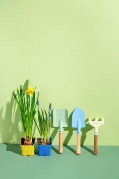 Fototapeta Gardening tools with plant. Summer  outdoor garden works concept.