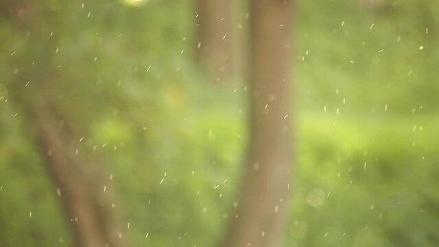 Phlebotominae are subfamily of family Psychodidae. In several countries, their common name is sandfly; but that name is also applied to other flies.