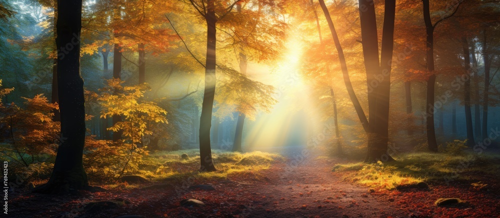 Poster The sunlight filters through the trees in the forest, creating a warm and inviting atmosphere with dappled tints and shades on the forest floor