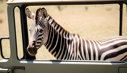 A Zebra In A Safari Vehicle - obrazy, fototapety, plakaty
