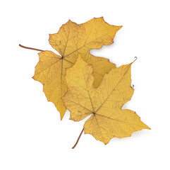 Leaves fall color in autumn isolated on transparent background. (.PNG)