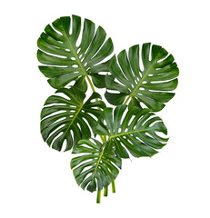 Monstera leaves isolated on transparent background. (.PNG)