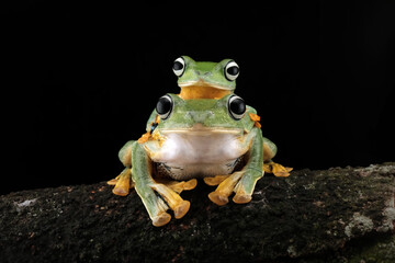 Green tree frog on branch