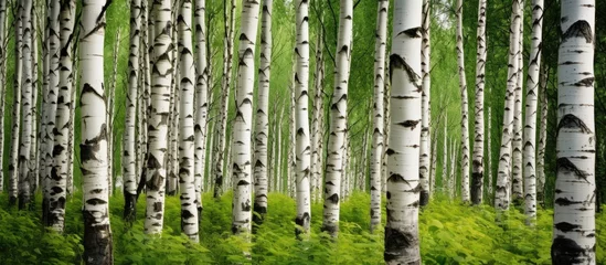Papier Peint photo autocollant Bouleau A row of birch trees, terrestrial plants with green leaves, stand tall in a natural landscape within a forest, creating a beautiful grove of wood trunks surrounded by grass