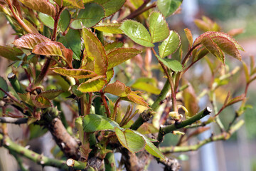 Young rosebush