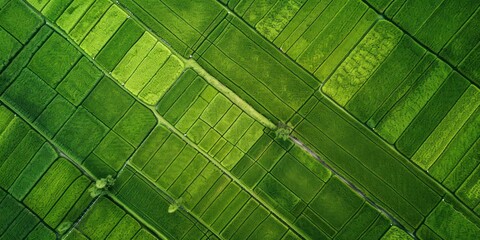 Aerial photos of summer rice paddies, neat and uniform, green  - obrazy, fototapety, plakaty