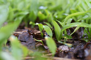 Bärlauch (Allium ursinum)