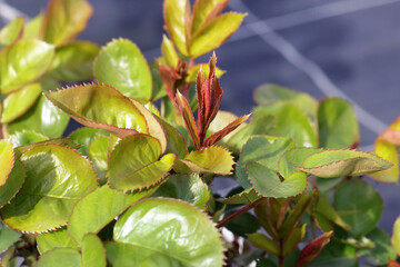Young rosebush