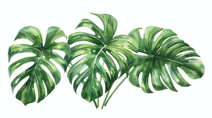 Tropical plants green leaves of creepers isolated whi