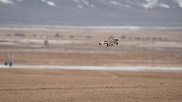 Rough-Legged Hawk flying in slow motion over farm fields during Spring in Utah and Wyoming.