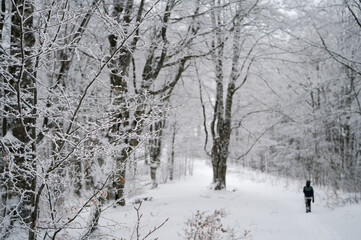 Solo mountaineer hiking in the forest on a winter day. Frozen trees in the forest.