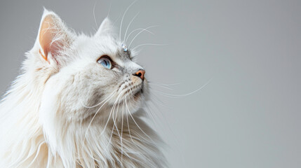 A white cat with blue eyes is looking up at the camera. The cat has long, fluffy fur and a long, bushy tail. The image has a calm and peaceful mood, as the cat appears to be relaxed and content - obrazy, fototapety, plakaty