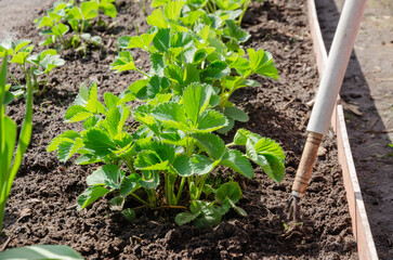 Loosening the soil around the strawberry bushes in the garden