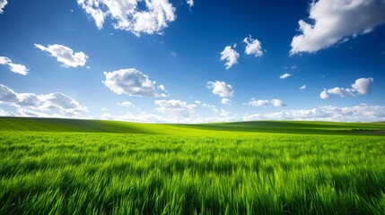Obraz premium A field of green grass with a blue sky in the background