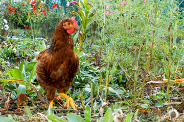 red hen on the grass
