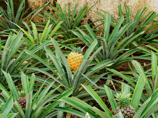 Pineapple plantation, greenhouse in São Miguel Island in the Azores, Portugal. Tropical and exotic...