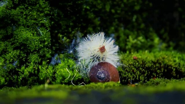 Dandelion seed head flower, a snail shell and green moss