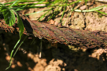 rostiges Seil in der Natur, Stahlseil verrostet