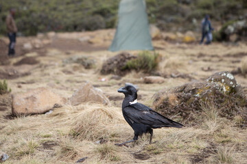 A white necked raven walking through a camp site on Mount Kilimanjaro.
