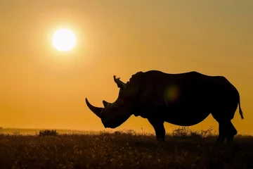 Deurstickers lone rhino against sun disc on horizon © primopiano