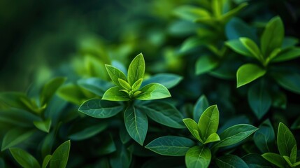 Fototapeta na wymiar Beautiful and young fresh green plant, aesthetic composition, calm atmosphere, yoga, massage, meditation