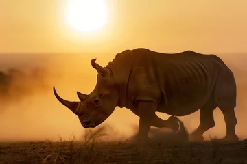 Zelfklevend Fotobehang backlit rhino with lifting dust at sunset © primopiano