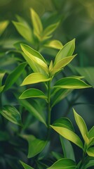 Beautiful and young fresh green plant, aesthetic composition, calm atmosphere, yoga, massage, meditation