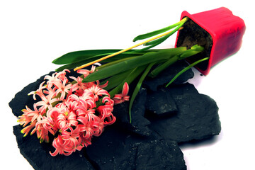 Hyacinth flowers in a pot with soil. On a white isolated background. Spring flower, purple, flower garden. Rose. Geocinth. irises.birthday. Valentine's Day. March 8. Holiday concept. Place for text