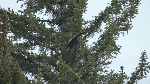 Turkey Vulture landing on a branch in a pine tree during Spring in Northern Utah.