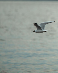 A white seagull swims along the river in the evening on a spring day. They also fly over the river