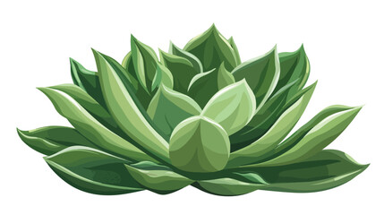 Succulent flat vector isolated on white background -