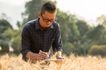 Businessman gardener using tablet Viewing potato plant picture of potato leaves in harvest season...