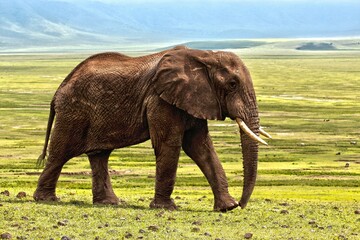 
A majestic elephant peacefully grazes on the lush green grass, its gentle demeanor harmonizing...