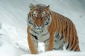 The tiger prowls through the snow, its striped coat camouflaged against the white landscape, a majestic predator navigating its icy domain.