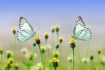 The butterfly flutters gracefully above the meadow, its colorful wings painting the air with...
