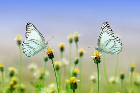 The butterfly flutters gracefully above the meadow, its colorful wings painting the air with beauty, a symbol of transformation and delicate elegance.