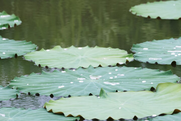 The lotus in the pond